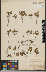 Foto von Salix herbacea L.